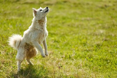 dog, trick, animal, pet, bounce
