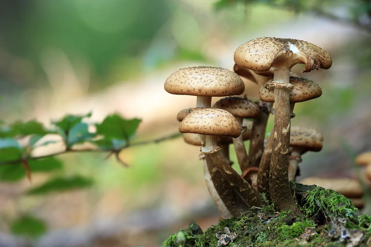 The Best Model Called a Death Cap Edible 16 Per Cent of the Time
