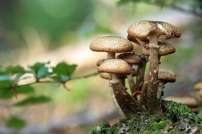 mushrooms, wild mushrooms, spore, sponge, fungi