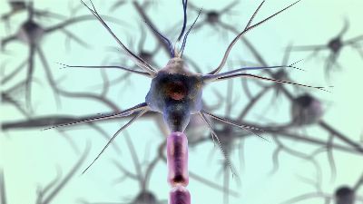 neurons, neuron cell, biology, nerves, nervous system