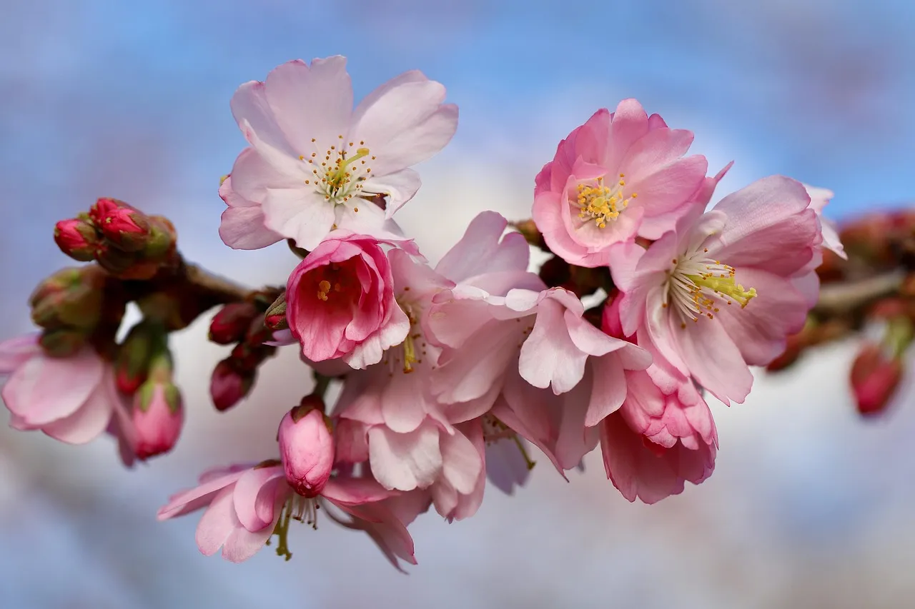 Pink cherry blossom in full flower against a pale blue sky