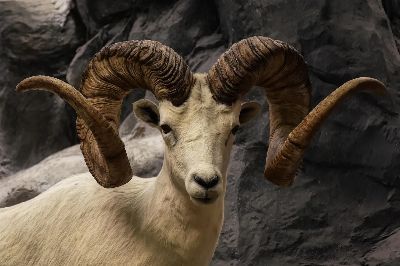 bighorn sheep, wild sheep, ram, wildlife, close up