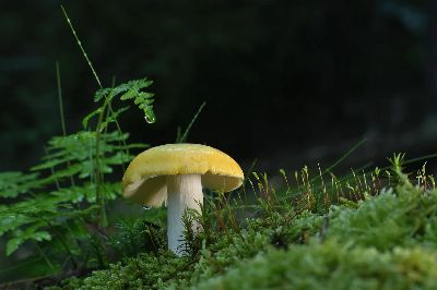 disc fungus, mushroom, forest, moss, spores