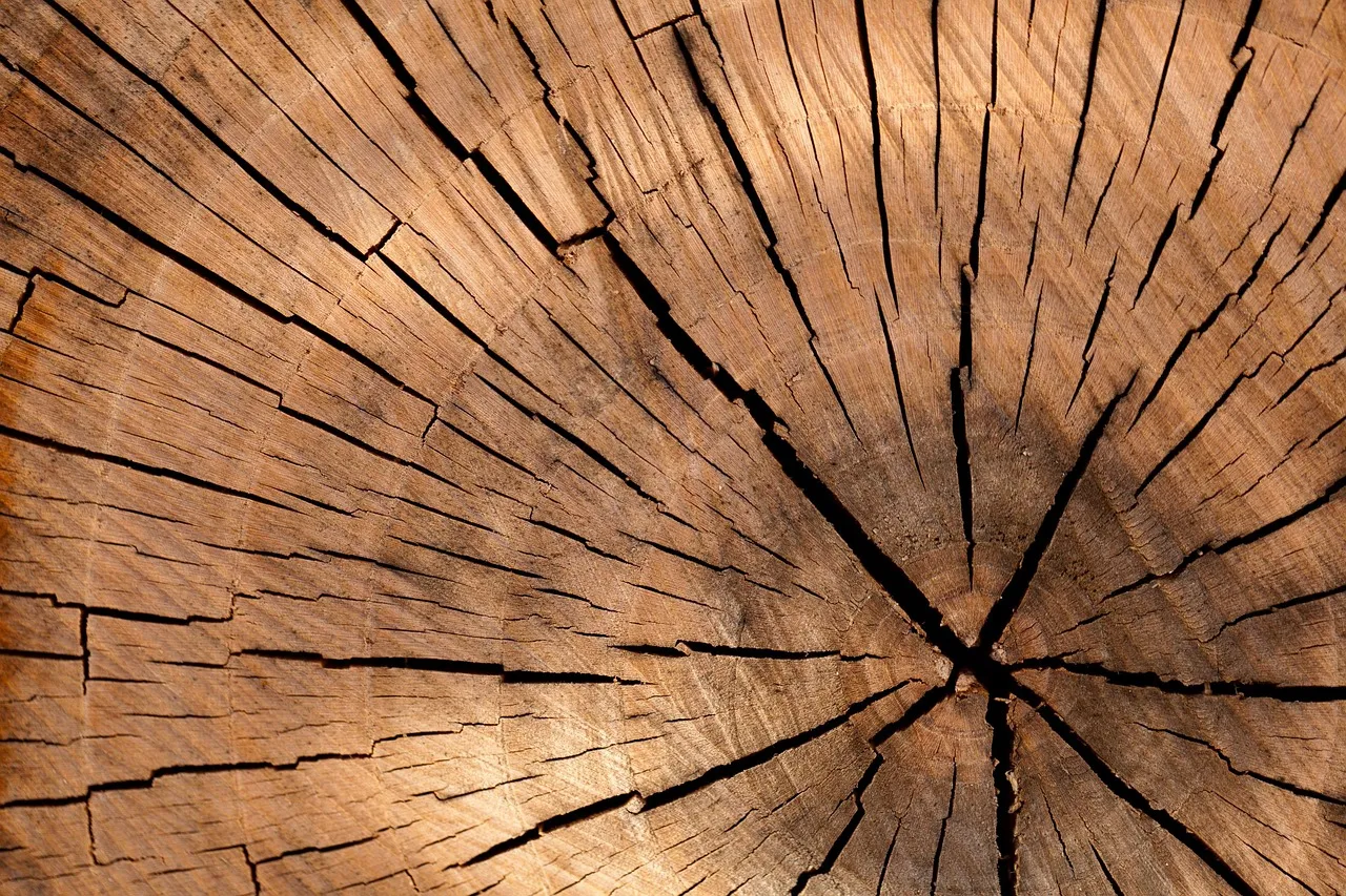Cross-section of a tree trunk showing concentric annual growth rings.