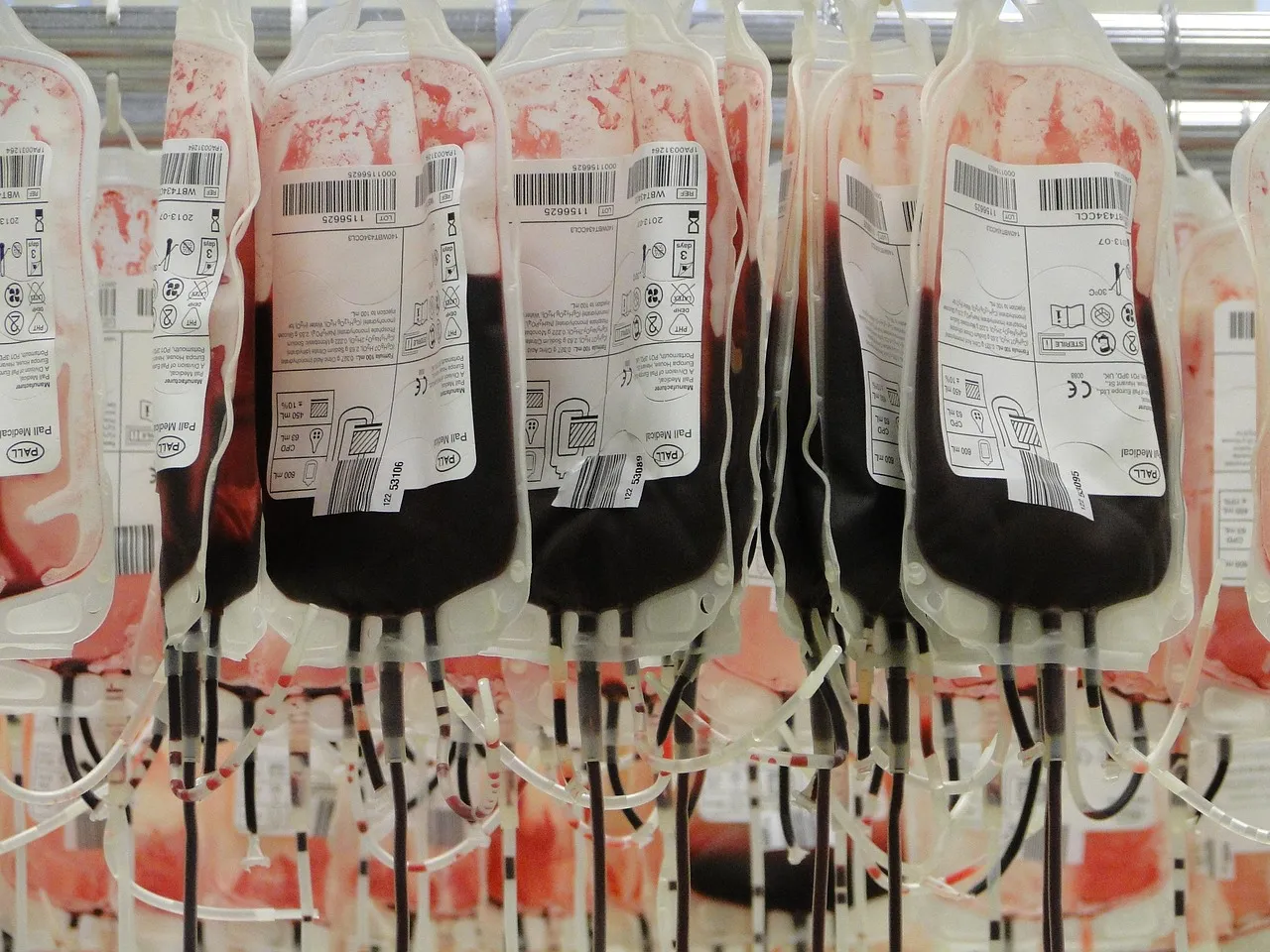 Rows of labelled donated blood bags hanging in a blood bank