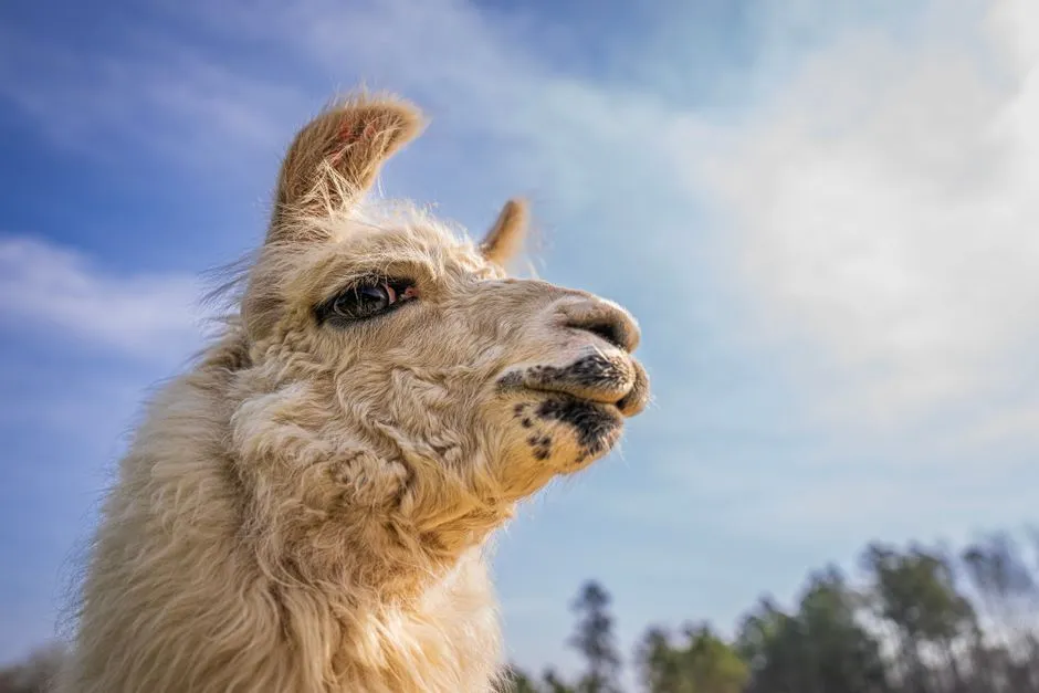 A close-up of a white llama with fluffy fur under a bright blue sky.