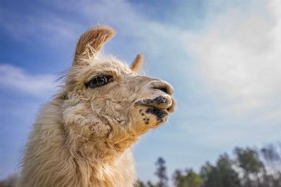 A charming close-up of a white llama under a bright blue sky, showcasing its fluffy fur and curious expression.