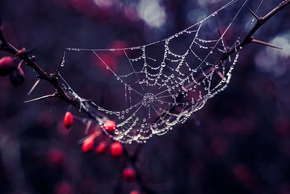 A close-up of dewdrops on a spider web woven across a thorny branch in autumn.