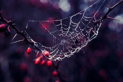 A close-up of dewdrops on a spider web woven across a thorny branch during autumn.
