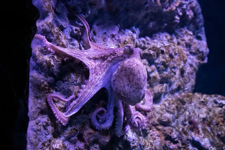 An octopus clinging to a rocky surface underwater, its tentacles and skin texture visible.